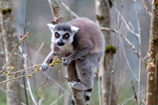 Ring-tailed Lemur (in german Katta) Lemur catta