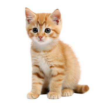 baby cat on a transparent background, Generative ai