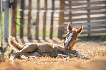 newborn chestnut foal lying down on hay outdoors