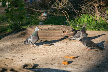 Hungry pigeons are eating bread on a city street. People feed street animals.