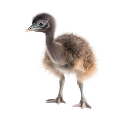 baby emu on a transparent background, Generative ai