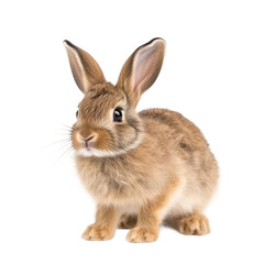Obraz premium baby hare on a transparent background, Generative ai