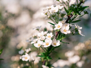 A branch with white flowers in close-up .Selective focus. Natural floral background for a variety of purposes. Concept of summer , spring .