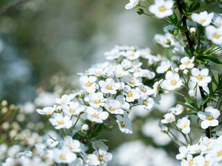 White flowers in close-up. Natural floral background for different purposes. The concept of allergies during blooms . Spring beauty .