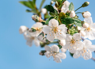 White flowers in close-up. Natural floral background for different purposes. The concept of allergies during blooms . Spring beauty .