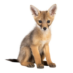 Obraz premium baby jackal on a transparent background, Generative ai