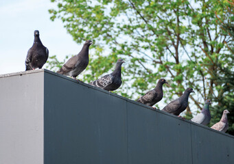 Obraz premium Sitting pigeons on the roof .Pigeon Council, meeting. Pigeons sitting in a row.