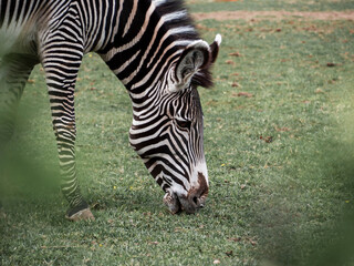 Fototapeta na wymiar Moscow Zoo. A zebra on a walk in its enclosure nibbling on grass.