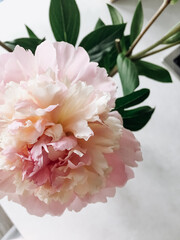 Blooming pink peony top view on the table.