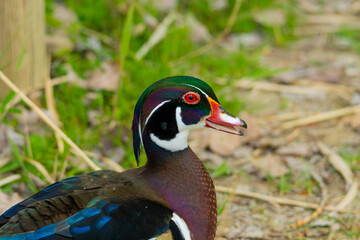 Wood Duck