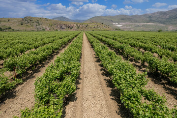 Fototapeta na wymiar White seedless vineyards, world famous grapes of Manisa region