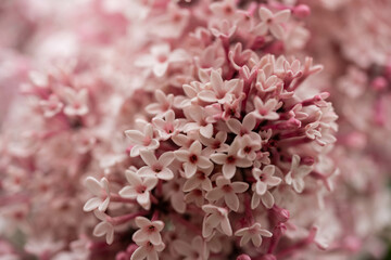 incredible pink lilac flowers, incredible nature among us