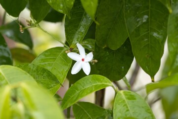 Flower of a white kopsia, Kopsia singapurensis