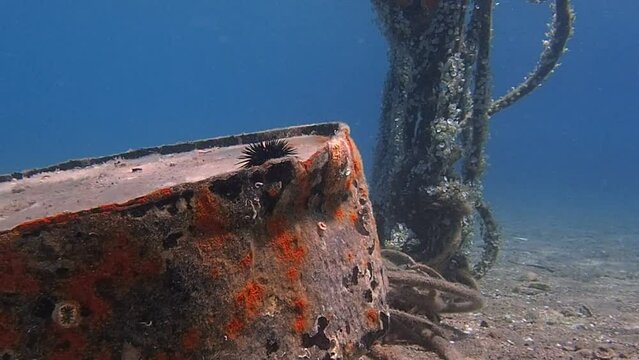 Underwater barel and ropes covered with molluscs.