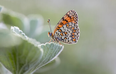 Algerian Iparkhan butterfly (Melitaea ornata) on plant
