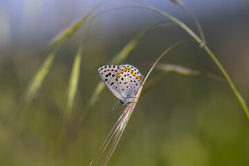 Bavius Blue butterfly (Rubrapterus bavius) on flower