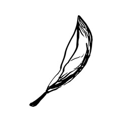 Hand drawn vector avocado leaves and branch.