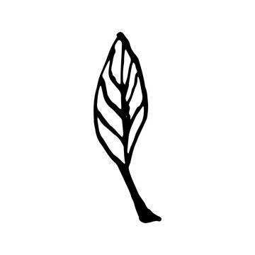 Hand drawn vector avocado leaves and branch.