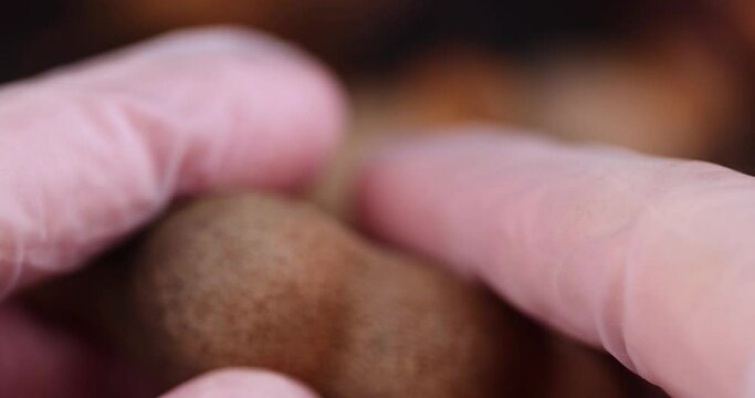 rotate a fresh tamarind fruit with your hand while cooking, a close-up of a tamarind in the kitchen