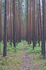 Obraz premium Tall pine trees. Path in a pine forest. Ecotourism and sustainable development.