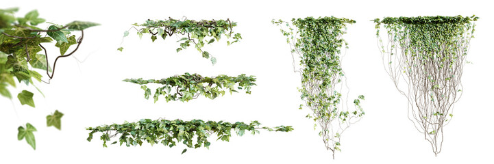 Set of Hedera Canariensis creeper plant, isolated on transparent background. 3D render. © schab