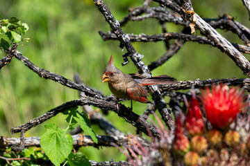 Male pyrrhuloxia, Cardinalis sinuatus, also known as the desert cardinal photographed in the Sonoran Desert perched on a dead cholla branch next to a barrel cactus in bloom. Oro Valley, Arizona, USA.