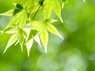 新緑のカエデの葉