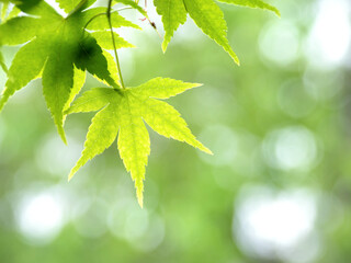新緑のカエデの葉