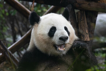 Obraz na płótnie Canvas Cute Fluffy Panda in Chengdu Panda Base, China