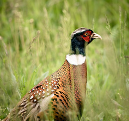  male pheasant