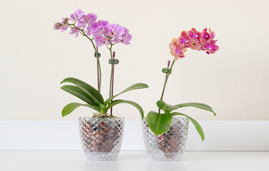 Blooming mini phalaenopsis orchids in a clear pots