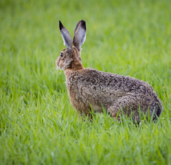 rabbit in the grass