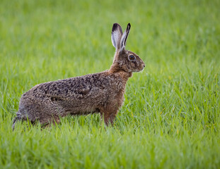 rabbit in the grass