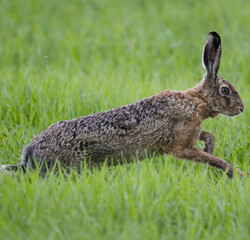 rabbit in the grass