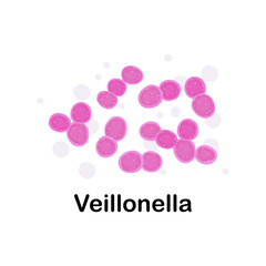 Veillonela.Microorganisms. Medicine and health. Cartoon. Microbiota. Microbiome. Vector stock illustration. Isolated.Bacteria in the body.
