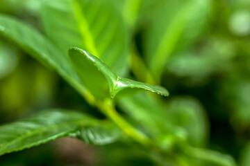 Ray Through Lush Forest Plants