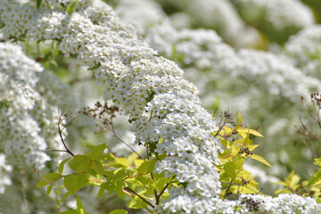 Spirea Thunberg blooms profusely in the spring