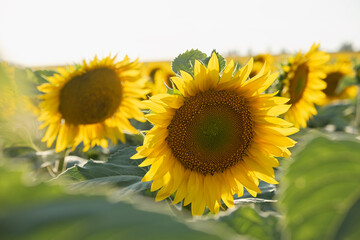 Sunflowers close-up. Beautiful sunny summer background. Sunflower cultivation for oil production seeds. Agricultural field in summer. Sunflower flower in bright sunlight. Natural beauty, inspiration
