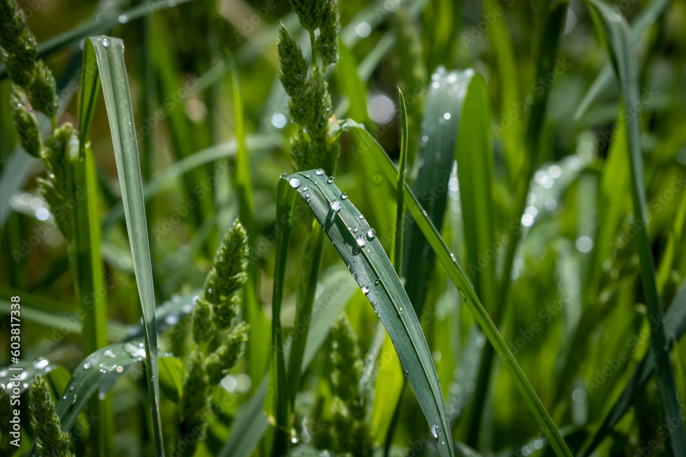 Wall mural droplets of rain on long grass.