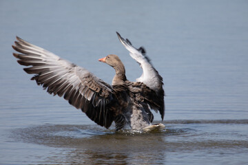 Wildgans © TimosBlickfang