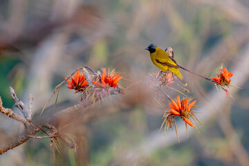 Birds of Bangladesh birds  from satchori National park, sylhet, bangladesh
