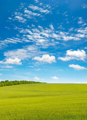 Fototapeta na wymiar Spring meadow and blue sky
