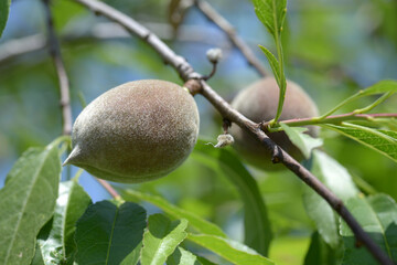 アーモンドの実