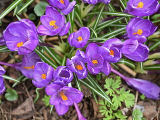 First spring flowers. Beautiful Violet Crocus vernus (spring crocus, giant crocus) in April