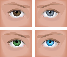 Vector illustration - a realistic human eye (four colors)