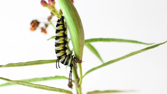 The queen butterfly caterpillar is getting ready to pupate 4K