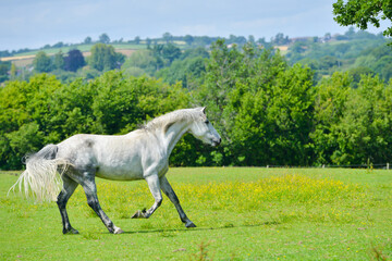 Beautiful dapple grey horse trots across its buttercup filled field in the English countryside on a spring day .