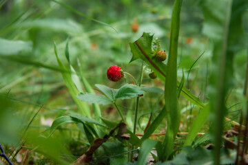 An alone wild strawberry in the Swedish forest. Summertime concept.