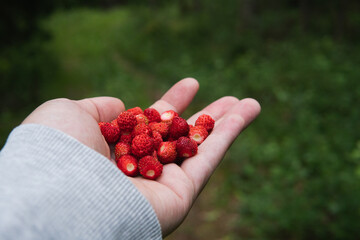 Close up photo of a hand full wild strawberries. Summertime in a Swedish forest.