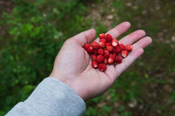Close up photo of a hand full wild strawberries. Summertime in a Swedish forest.